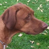 Rescue Dog